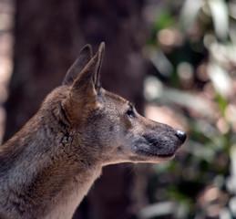 this is a close up of a dingo