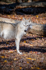 A closeup side view of an arctic wolf standing in the forest on an Autumn day