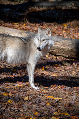 An Arctic wolf looking back towards her pack in the forest with Autumn colored leaves on the ground around her
