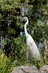 this is a side view of a great egret