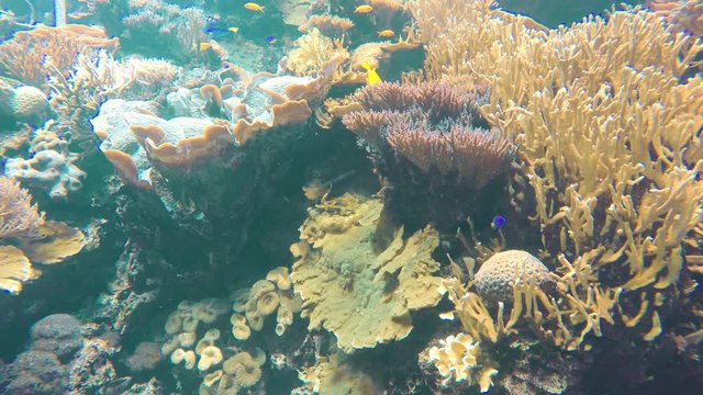 Korallen mit Fischarten aus dem Indischen Ozean bei den Mavediven