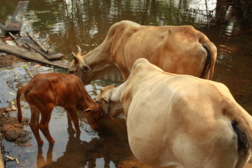 Cows eat water in a natural yellow marsh