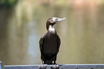 this is a close up of a little black cormorant