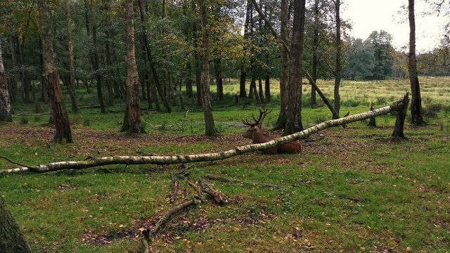 Ein Hirsch liegt im Wald und frisst gem&uuml;tlich