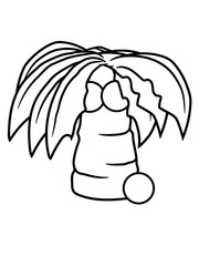 insel palme mit kokosnüssen 