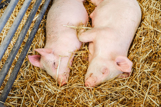 piglets on farm