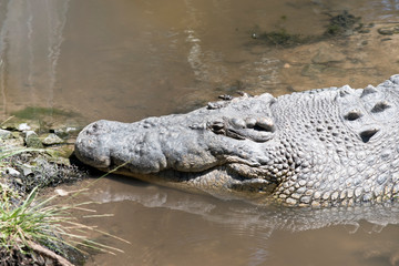 this is a side view of a salt water crocodile