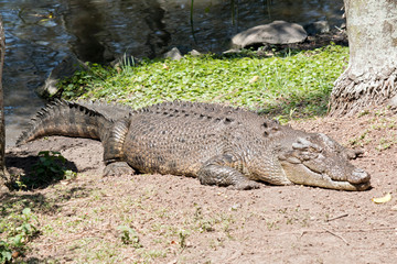 the salt water crocodile is climbing out of the water