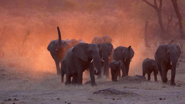 African Elephants march at sunset with beautiful orange dust in the golden hour, Hwange National Park, Zimbabwe