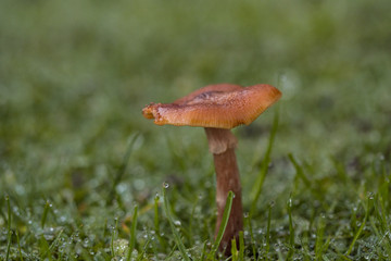 close up of one brown mushrooms grown on the wet green grass filed on an overcast day