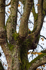 Fototapeta premium big tree trunk with trick branches grown straight up covered with green mosses