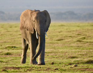 Female elephant with trunk slightly curved  walks during the golden hour across an expansive grassland in Amboseli National Park, Kenya.  Copyspace.