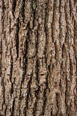 texture surface of a try and cracked tree trunk surface with brown barks