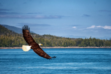 Bald eagle is flying over the blue sea water. Beautiful forest on the background. - Powered by Adobe