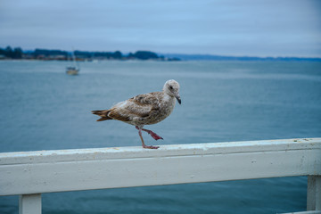 Seagull High-Stepping on Wharf Railing