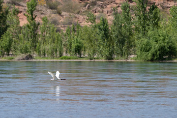 Fototapeta premium Cisne 07