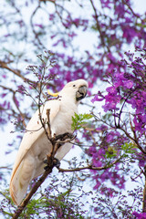 Sulphur-crested cockatoo seating on a beautiful blooming jacaranda tree. Urban wildlife. Australian backyard visitors