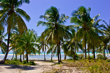 Fototapeta na wymiar palme da cocco in spiaggia