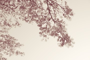Obraz na płótnie Canvas Delicate watercolor branches - Oak leaves 02