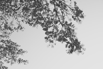 Delicate black and white watercolor branches - Oak leaves 01