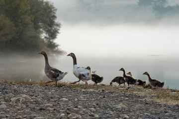 Geese family at the lake front