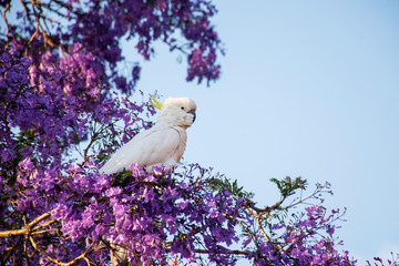 Sulphur-crested cockatoo seating on a beautiful blooming jacaranda tree. Urban wildlife. Australian...