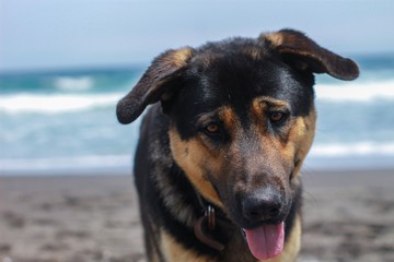dog on beach