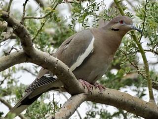 brown bird in a tree