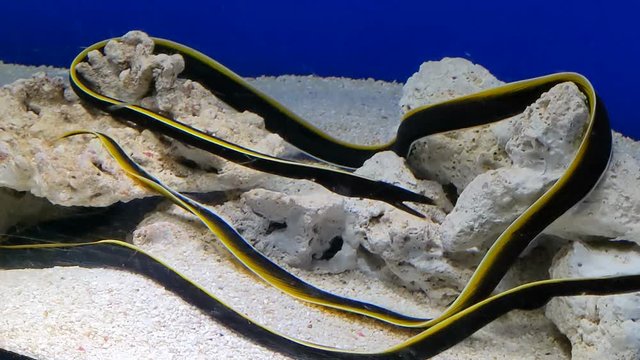 海洋生物