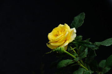 Yellow rose flower isolated on black background