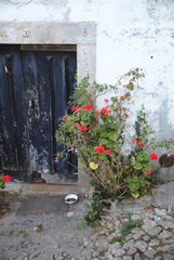 Fototapeta na wymiar NB__8420 Black wooden door with dog food and flowers