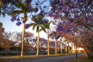 Jacaranda tree with purple flowers during the sunset