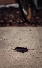 Falling Leaf on the Road