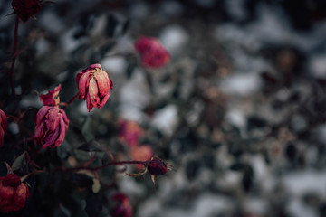 red flowers in the garden