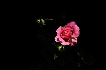 Fototapeta premium Pink rose flower isolated on black background