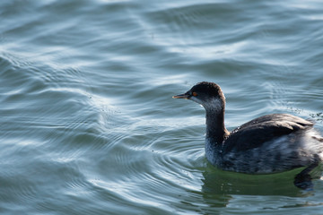 Eared grebe in Sanbanse, Funabashi city, Chiba prefecture, Japan