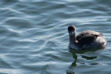Eared grebe in Sanbanse, Funabashi city, Chiba prefecture, Japan
