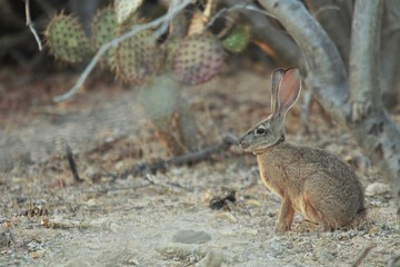 Liebre en el desierto