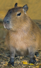 Close up portrait of a cute capybara (Hydrochoerus hydrochaeris)
