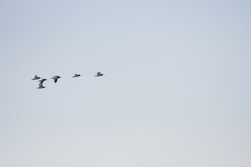 Oystercatchers flying in Sanbanse, Funabashi city, Chiba prefecture, Japan