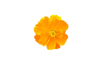 yellow garden cosmos flower isolated on white background