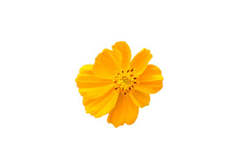 yellow garden cosmos flower isolated on white background