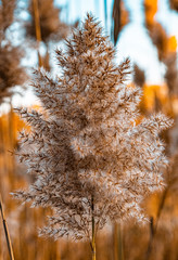 Cattails at Sunset 5