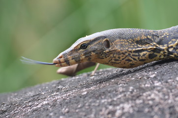closeup lace monitor lizard Thailand khaosok