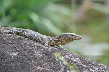 closeup lace monitor lizard Thailand khaosok