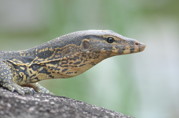 closeup lace monitor lizard Thailand khaosok