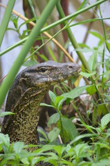 closeup lace monitor lizard Thailand khaosok