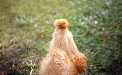cute furry chicken roster walking on farm