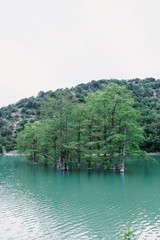 lake in deep forest