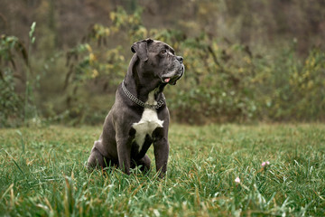 Serious grey Cane corso male sitting on the green grass